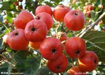运城供应大金星山楂 果面红 果点少 绿色无公害