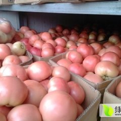 商丘民权夏玉良7月粉百利西红柿