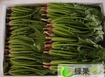 2015年河北永年大叶菠菜价格