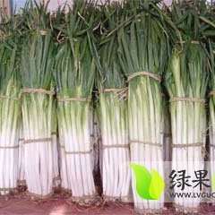 山东供应优质小拱棚长白大葱 物美价廉 葱白长