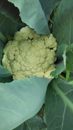 2017年河南睢阳白面青梗松花菜价格