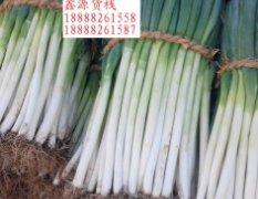 岱岳秋季菠菜现已上市 开盘价1.8-2.0元