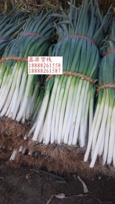 岱岳秋季菠菜现已上市 开盘价1.8-2.0元