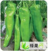 夏邑胡桥巨无霸辣椒大量供应