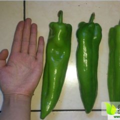 胡桥朱光彩现提供辣椒肉质好 色泽光鲜油亮 耐储