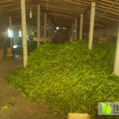 2014昌乐辣椒俏销大江南北