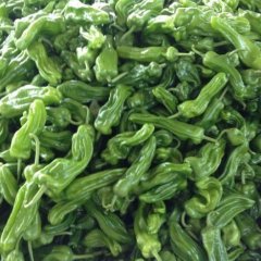 山东9月底到1月大量青椒上市 欢迎选购