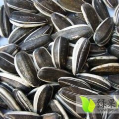 现有大量葵花 全部出口食用葵花 品质好