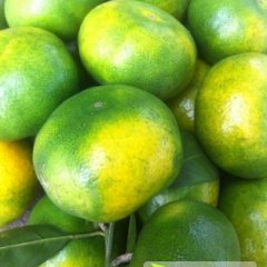 湖南澧县常德柑橘无公害绿色食品