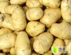 神池诚心代收土豆 品种质量好 量大