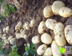 扶余出售大量土豆 保质保量 价格便宜