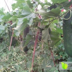 广东子弹头黑皮冬大量供应 欢迎前来订购