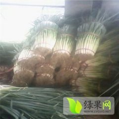 安丘大葱资源极丰富 绿色无污染无公害