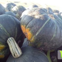 内蒙古出售50万斤优质黑皮南瓜 量大从优