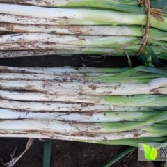 本地区种植面积1000多亩 大葱质量好 葱白长