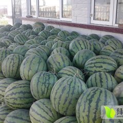 黑龙江地雷瓜西瓜口感好 欢迎来采购