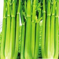 阳信芹菜质量好 面积大 价格优 品种全
