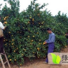 资兴柑橘再不来就没机会了