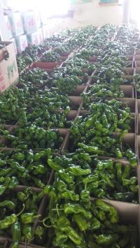 秋延迟大棚辣椒现已大量上市 品质好 无公害