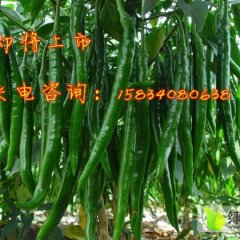 山西2万亩鲜辣椒全面上市 品种繁多