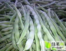 安丘供应保鲜四季豆 价格低 品种全