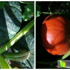 鄂托克前旗南瓜走过路过不要错过