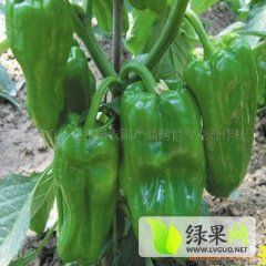 山东费县大量供应砀椒，线椒，螺丝椒