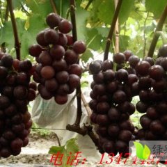 洋县葡萄是名优特产,陕西王艺茹诚信合作