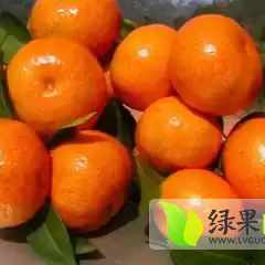 阳朔沙糖桔口味清甜 颜色红颜 果面亮