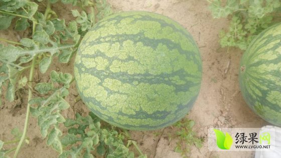 花皮无籽价格
