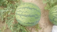 奈曼旗花皮无籽西瓜量大 个头大 质量好