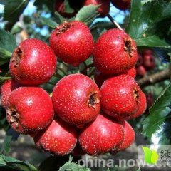 山东销售山东潍坊优质山楂 欢迎来电垂询