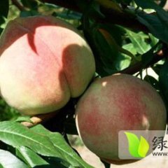 蒲城中华寿桃蜜桃品质好 色泽美 个头大