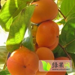 蒲城日本甜柿子果形硕大 果顶丰圆 肉甜脆爽