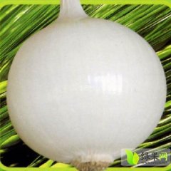 新疆呼图壁白皮洋葱名优产品