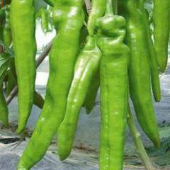 山东青州羊角椒辣椒营养丰富