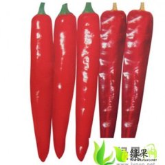 洮南黑水金塔辣椒辣椒个大 外形饱满