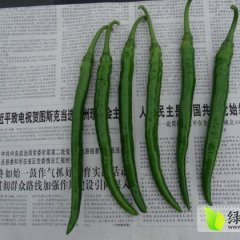 广西靖西县2014年夏秋季线辣椒已经上市