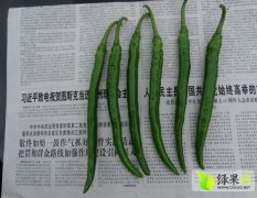 广西靖西县2014年夏秋季线辣椒已经上市