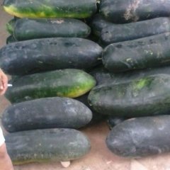 金乡优质黑皮冬瓜大量上市，质量好，价格低