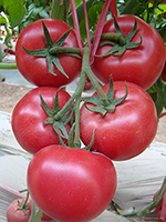 寿光金珠番茄种子果实大小均匀 硬度高