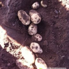 荷兰十五正在热卖中 ，土豆皮质好，薯形好