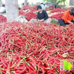 本人长期供应辣椒酱，剁辣椒，腌制辣椒