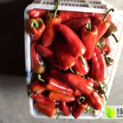 代收-长阳辣椒 名优特产 量大质优 诚信合作