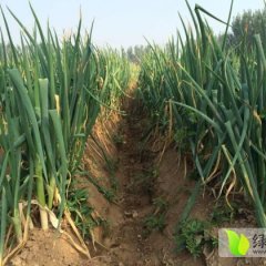 乐陵寨头王景雷9月长白大葱