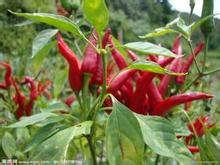 2014镇远辣椒再不来就没机会了！