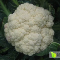 太康菜花名扬天下,五里邵经统诚信合作