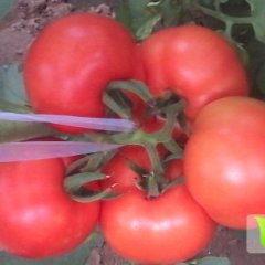 河北望都大红西红柿口感爽口