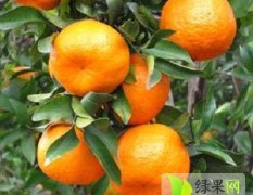 供应湖北宜昌柑橘 椪柑 脐橙