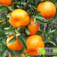 供应湖北宜昌柑橘 椪柑 脐橙